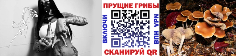 Псилоцибиновые грибы Psilocybine cubensis  Меленки 
